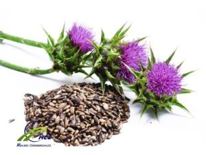 Supplie % 100 Pure And Organic Milk Thistle Seed Whole