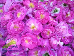 Manufacturer, Supplier, Wholesaler &Exporter Organic Damsk Rose 