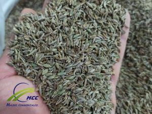 Manufacturer And Suppliers Organic Whole Cumin Seeds