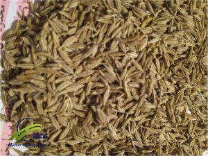 Organic Cumin Seed Exporter