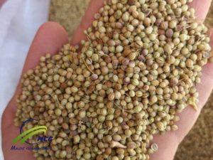 Wholesale Whole Coriander Seeds