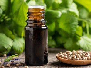 Manufacturer And Supplier 100% Pure Coriander Seed Essential Oil