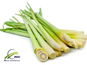 Manufacturer, Supplier & Wholesaler Dried Lemongrass ( Lemon Grass) 