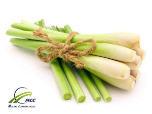 Supplier Lemon grass ( Lemongrass) 