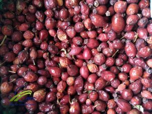 Manufacturer, Supplier & Wholesaler Dried Rose Hips 