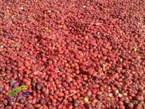 Bulk Whole Rosehips