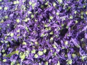 Supplier Dried Blue Mallow Flowers ( Malwa sylvestries) 