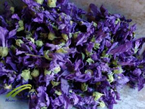 Wholesale Dried Blue Mallow Flowers ( Malwa sylvestries)