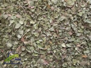 Bulk ( Wholesale) Organic Dried Shirazi Thyme Leaves ( Zataria Multiflora) 