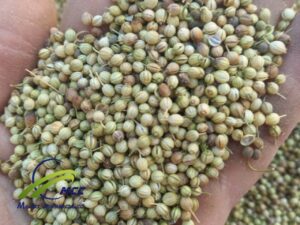 Wholesale Whole Coriander Seeds 