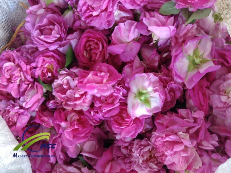 Organic Damask Rose