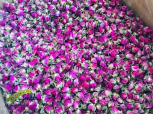 Buy Dried Damask Rose Buds &Petals