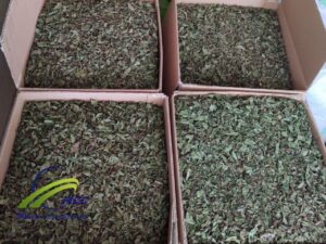 Bulk Dried lemon Balm leaves For Sale 